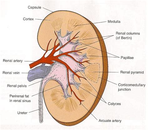 Cross section of a human kidney showing the Cortex and Medulla. (Madsen ...