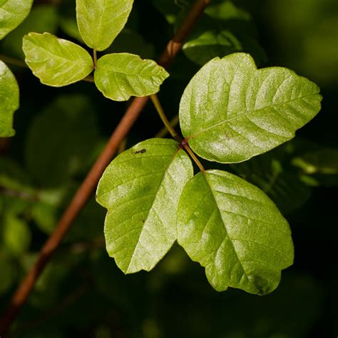 Protect Yourself from Poison Oak | McCabe's Landscape