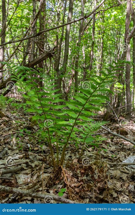 Fern is a Member of a Group of Vascular Plants that Reproduce by Spores ...