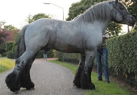 6 Famous Dutch Horse Breeds - Seriously Equestrian