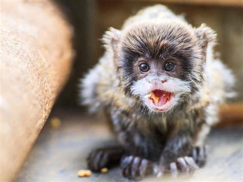 Wildlife HQ Sunshine Coat: Baby emperor tamarind monkey finds his feet | The Courier Mail