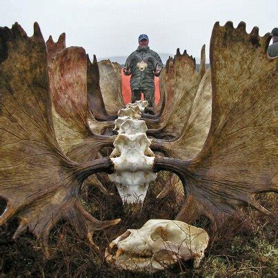 Moose Antlers | Hunting