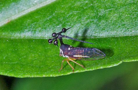 Top 10 Facts about Brazilian Treehopper insects - ANIMALS