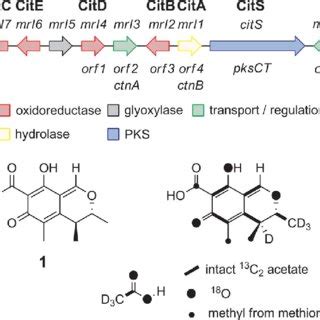 (PDF) The molecular steps of citrinin biosynthesis in fungi