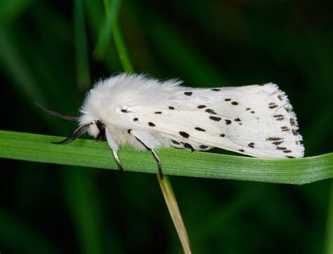 Scottish Wildlife Blog: Kilpatrick Hills, West Dunbartonshire