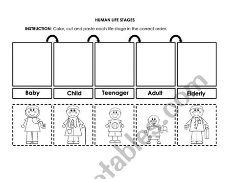 English worksheets: HUMAN LIFE STAGES