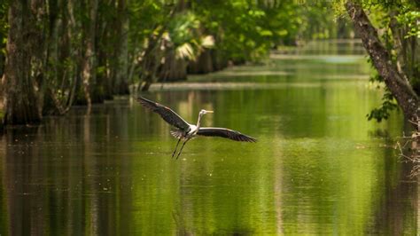 Houma, Louisiana: 4 Ways to Explore Nature