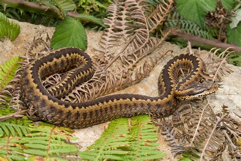 naturaleza en La Villa: Predadores y presas del matorral