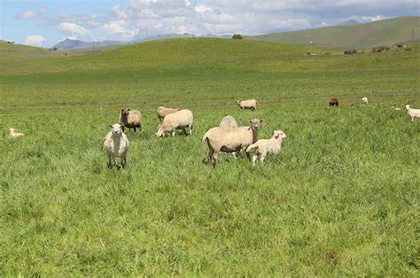 Rangeland Seeding – Center for Regenerative Agriculture and Resilient Systems – Chico State