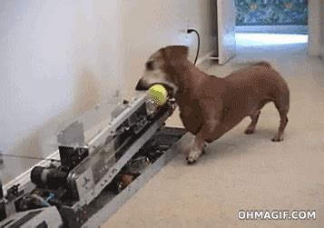 Funny Dog Catch The Ball GIFs - Find & Share on GIPHY