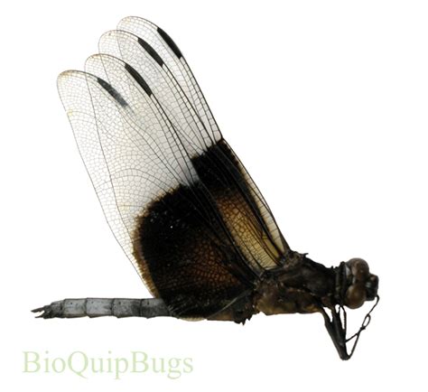 Libellula luctuosa - BioQuipBugs