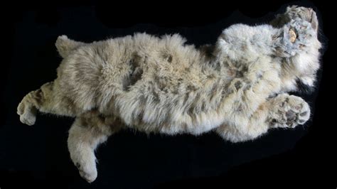 'Unique' Ice Age lion cubs found well-preserved in Siberian permafrost - CGTN