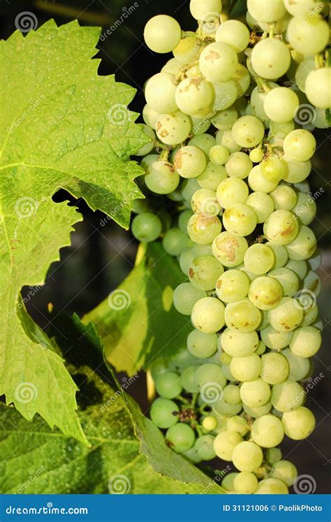 Grapes in a Vineyard in Central Italy Stock Photo - Image of natural ...