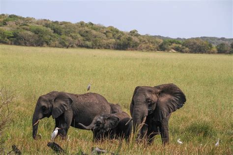 Maputo Elephant Reserve offers a diversity of landscapes - Tracks4Africa Blog