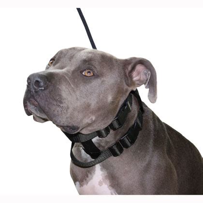 Cesar Millan Illusion Dog Collar & Leash System - 1800PetMeds