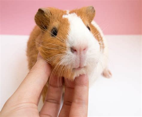 Playing with Cute Guinea Pig Stock Image - Image of women, lovely: 67749199