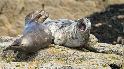 Earless Seals | Flickr