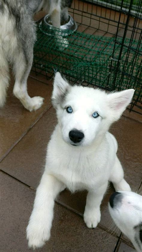 Siberian Husky/Alaskan Malamute mix puppy | in Dungannon, County Tyrone | Gumtree