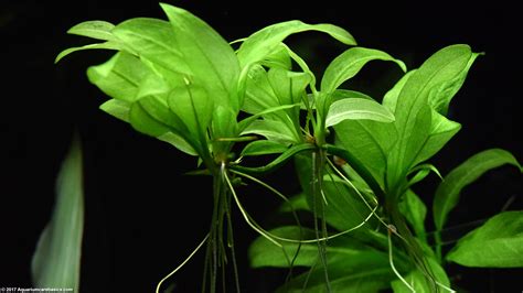 Amazon Sword Plant Care, Growth Rate, Roots & Leaves