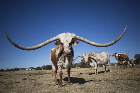 A $380,000 Longhorn? A Look At The Never-ending Race For The Biggest Horns In Texas | Texas Standard