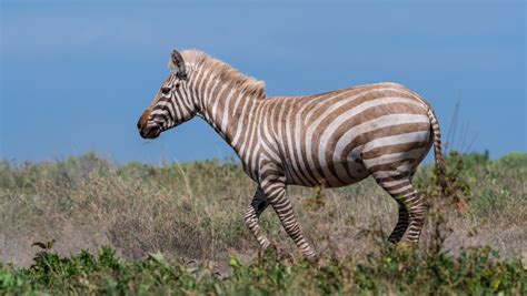 Newsela | Caught on Camera: An extremely rare albino zebra is ...