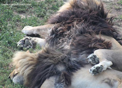 Cuddling Lions by creeknymph on DeviantArt