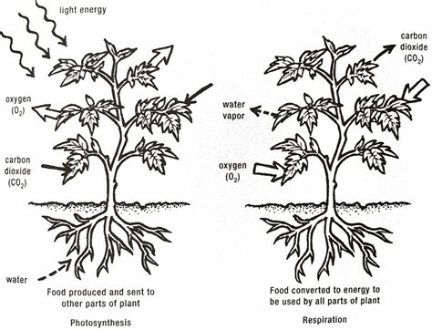 What Do Plants Do at Night? - KidsGardening