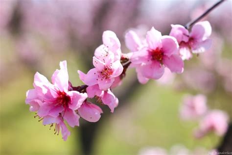 Beautiful Blossoms at Fresno Blossom Trail - Jaz Wanderlust