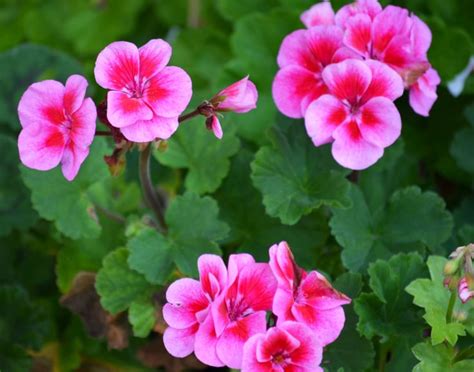 pink flowers blooming in the middle of green leaves