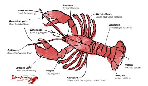 Anatomy & Biology - Lobster Institute - University of Maine