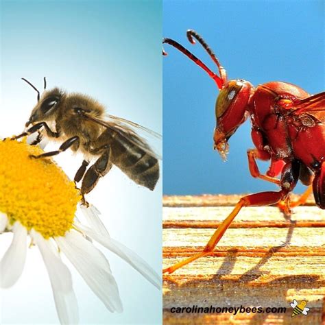 What are Best Types of Honey Bees? - Carolina Honeybees