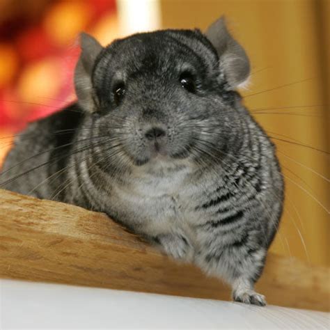 What to Know Before Bringing Home a Chinchilla – Mazuri