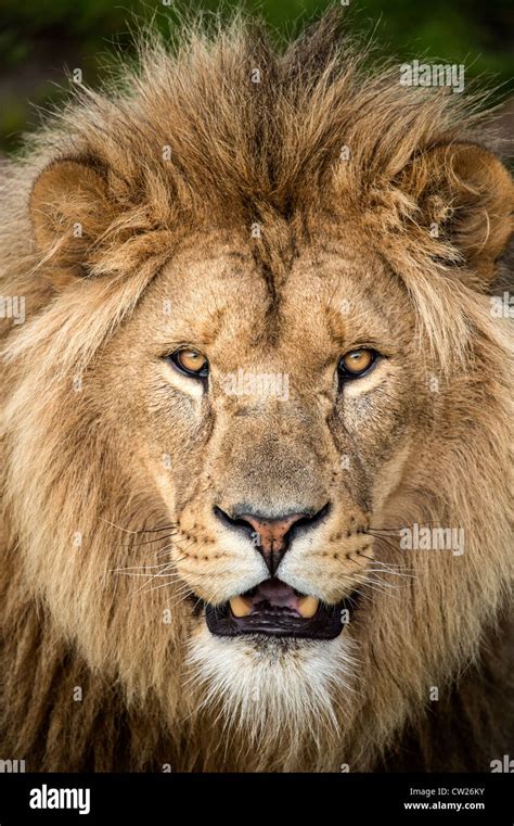 Close up of male lion's face Stock Photo - Alamy