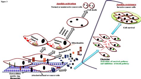 Anoikis process: Graphic representation of anoikis activation and... | Download Scientific Diagram