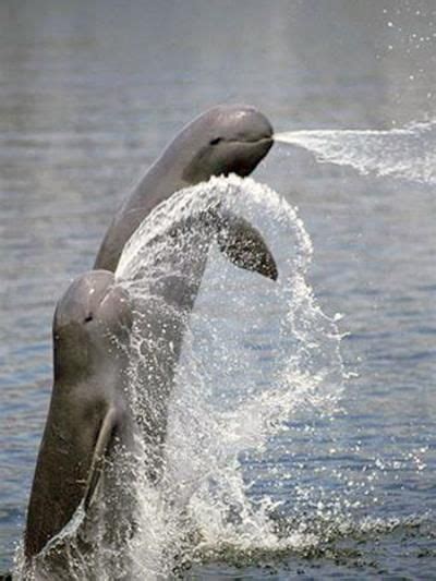 Rare Irrawaddy Dolphins in the freshwater regions of Bangladesh. These small Asian dolphins ...