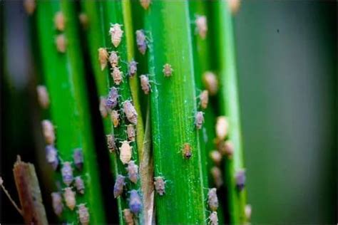 Bio BPH (Brown Plant Hopper) Control Pesticides for Paddy Rice at ...