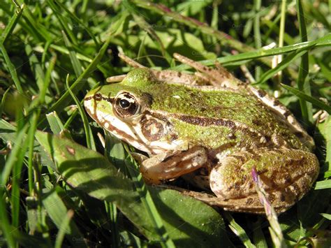 Frog in the grass stock photo containing animals and photography | High-Quality Animal Stock ...