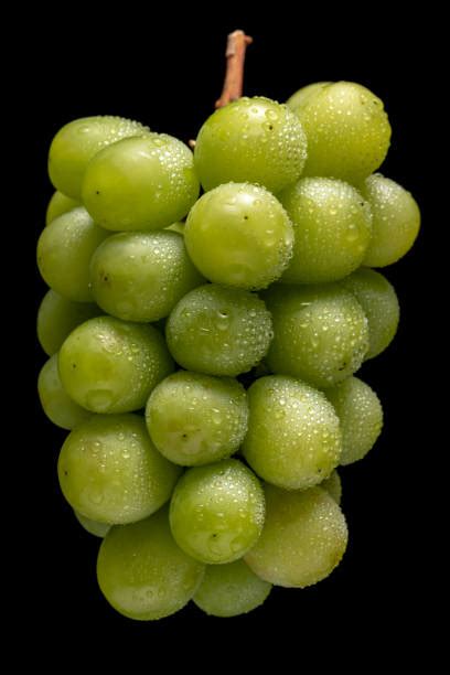 7,400+ Muscat Grapes Photos Stock Photos, Pictures & Royalty-Free Images - iStock