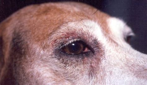 Progressive Retinal Atrophy In Dogs | Causes, Symptoms, and Treatment