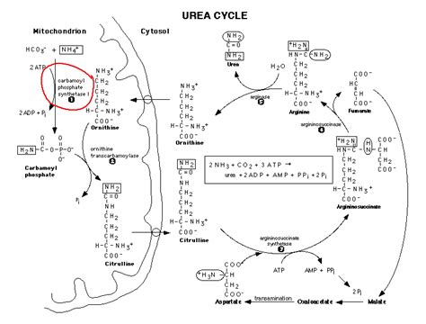 Pin on MolecularBio & Biochemistry Memory Kit