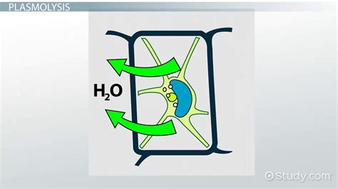 Plasmolysis Definition, Purposes & Examples - Video & Lesson Transcript ...
