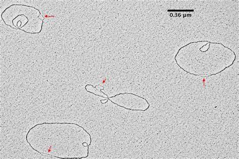 Visualization of DNA Molecules | Science Lab | Leica Microsystems