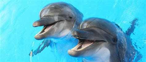 Top 10 Happiest Animals on Earth - AZ Animals