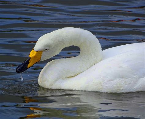 Iceland’s Whooper Swans~ | Swan, Pretty birds, Pet birds