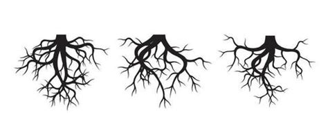 Tree Roots Drawing Vector