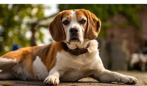 How Often Should You Trim Your Beagle’s Nails? How-To Guide – HowToAnimal