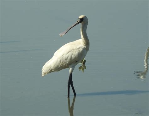 Endangered species management — Global Change and Tropical Conservation