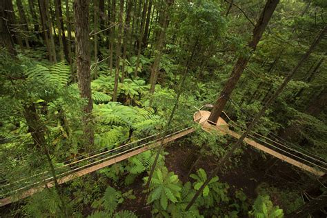 Award-winning Tree Walk In Rotorua | Daytime Treewalk™