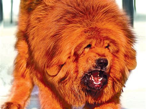 dog tibetan mastiff Wallpapers HD / Desktop and Mobile Backgrounds