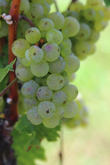 Riesling Grape Cluster by Cathy Lindsey in 2021 | Grapes, Green grapes, Riesling